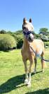 Vends splendide Poney Français de Selle N’ICE CREAM 
