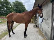 Urgent - Hongre PS 9 ans 