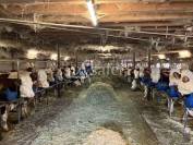 EXPLOITATION LAIT AOP Comté