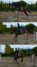 Cavallo da salto ostacoli