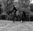 Cavallo da salto ostacoli