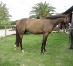 Cavallo da salto ostacoli