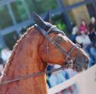 Sf 16 ans Inarretable et gentil 