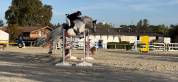 Pension chevaux 