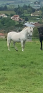Poulinière dressage 