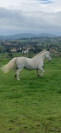 Poulinière dressage 