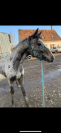 Pouliche à vendre 