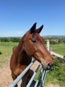 JUMENT de sport Allemande 