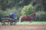 Paire Franche Montagnes