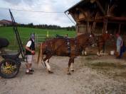 Paire Franche Montagnes