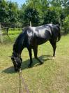 Super Pony da competizione 