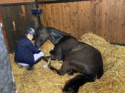 Super Pony da competizione 