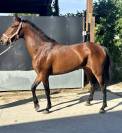 Jolie espagnole 4 ans   