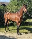 Jolie espagnole 4 ans   