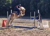 Doppio pony halfinger castrone con certificati d'origin