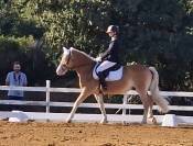 Doppio pony halfinger castrone con certificati d'origin