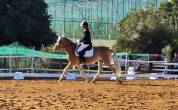 Doppio pony halfinger castrone con certificati d'origin