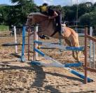 Doppio pony halfinger castrone con certificati d'origin