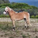 Doppio pony halfinger castrone con certificati d'origin