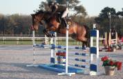 Cheval de sport 6ans 