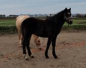 Poulain 1an