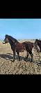 Poulain 1an