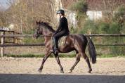 Poney/ petit cheval de sang belge
