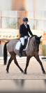 Poney/ petit cheval de sang belge