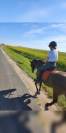 Poney/ petit cheval de sang belge