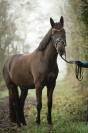Poney/ petit cheval de sang belge