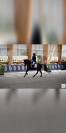Poney/ petit cheval de sang belge