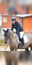 Poney/ petit cheval de sang belge