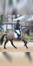 Poney/ petit cheval de sang belge