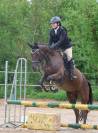 Poney/ petit cheval de sang belge