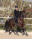 Poney/ petit cheval de sang belge