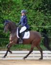 Poney/ petit cheval de sang belge