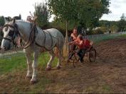 Hongre boulonnais 4 ans 