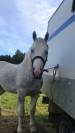 Hongre boulonnais 4 ans 