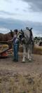 Hongre boulonnais 4 ans 