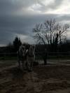 Hongre boulonnais 4 ans 