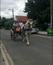 Hongre boulonnais 4 ans 