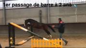 Hongre sf 3 ans 