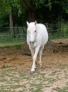 HONGRE CAMARGUE PARFAIT POUR COMPAGNIE ET TAP