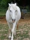 HONGRE CAMARGUE PARFAIT POUR COMPAGNIE ET TAP