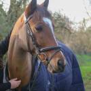 Poney à vendre Émir d’Avenir, hongre pfs