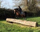 Poney à vendre Émir d’Avenir, hongre pfs