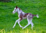 Poulain sport et loisirs de couleur
