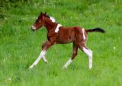 Poulain sport et loisirs de couleur