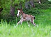 Poulain sport et loisirs de couleur