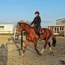 Cheval de dressage